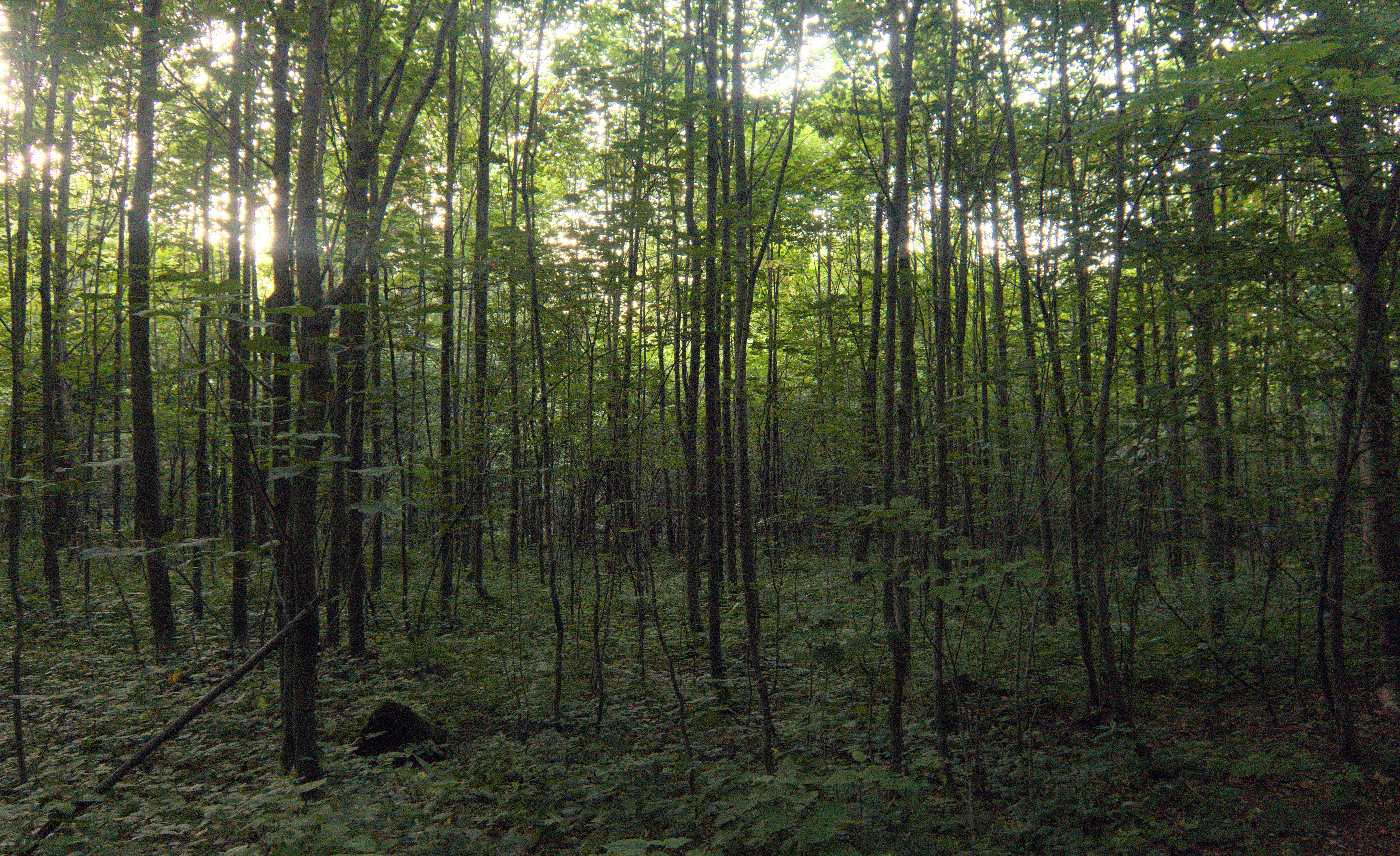 Forest Image